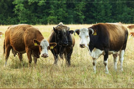 Photo for Two brown cows and a bull on pasture - Royalty Free Image