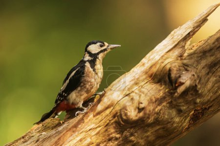 Photo for Nice Great spotted woodpecker Dendrocopos major is on a tree trunk - Royalty Free Image