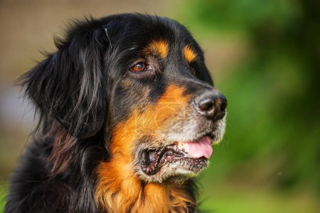 Foto de Negro y oro Retrato de Hovie de un perro de cerca - Imagen libre de derechos