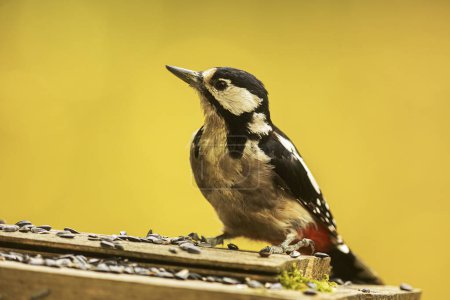 Téléchargez les photos : Agréable Grand pic tacheté Dendrocopos majeur assis sur une mangeoire à oiseaux - en image libre de droit