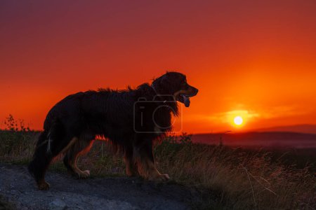 Foto de Perro Hovie negro y dorado con puesta de sol roja - Imagen libre de derechos