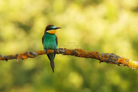 Photo for The European bee-eater (Merops apiaster) portrait of a beautifully coloured bird - Royalty Free Image