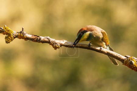 Photo for The European bee-eater (Merops apiaster) portrait of a colourful bird - Royalty Free Image