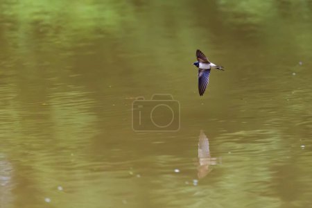 Photo for The barn swallow (Hirundo rustica) hunting for insects above the river - Royalty Free Image