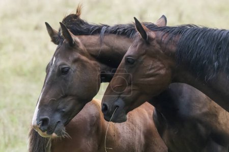 Foto de Dos caballos de color marrón oscuro retratos de cabezas - Imagen libre de derechos