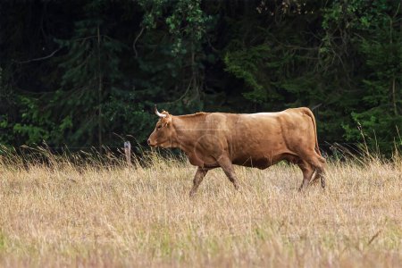 Téléchargez les photos : Vache légère marche à travers le pâturage près de la forêt - en image libre de droit