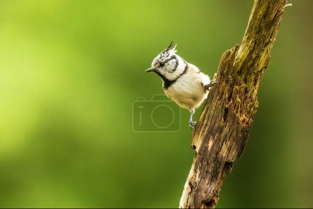 Photo for The crested tit or European crested tit (Lophophanes cristatus) (formerly Parus cristatus) - Royalty Free Image