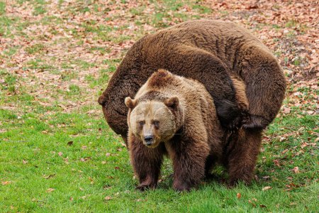 Téléchargez les photos : Ours brun (Ursus arctos) deux jeux - en image libre de droit