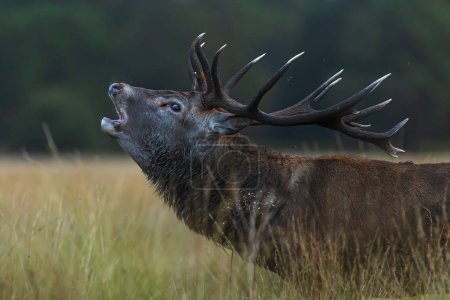 Photo for The red deer (Cervus elaphus) is bellowing during the rut in a detailed view - Royalty Free Image