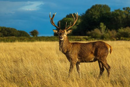 Photo for The red deer (Cervus elaphus) against the blue sky - Royalty Free Image