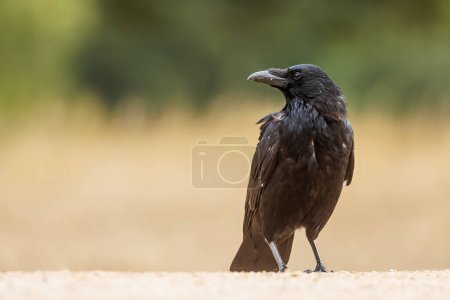 Foto de Cuervo común masculino (Corvus corax) Retrato - Imagen libre de derechos