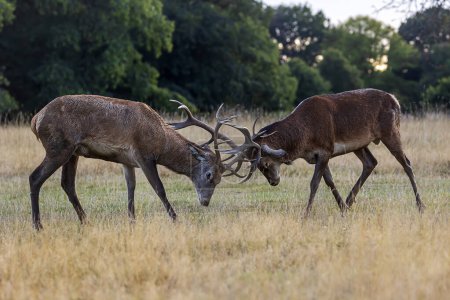Photo for The red deer (Cervus elaphus) two males fighting - Royalty Free Image