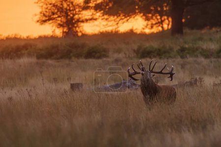Téléchargez les photos : Le cerf rouge (Cervus elaphus) un cerf en ornière rugit au lever du soleil - en image libre de droit