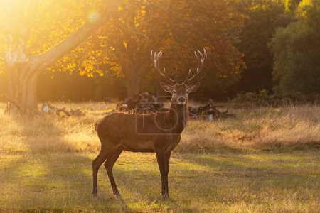Photo for The red deer (Cervus elaphus) in the setting sun - Royalty Free Image