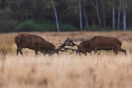 Photo for The red deer (Cervus elaphus) fighting over the herd in the rut - Royalty Free Image