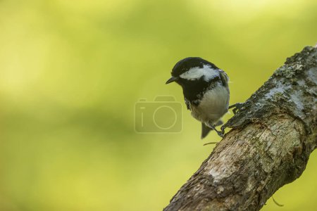 Téléchargez les photos : Nice bird The coal tit or cole tit, (Periparus ater) - en image libre de droit
