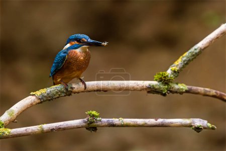 Photo for Female Eurasian kingfisher (Alcedo atthis) has a fish caught - Royalty Free Image