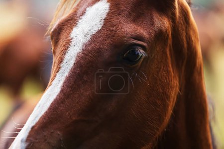 Foto de Retrato de cerca de caballos de color marrón oscuro con una mancha clara en la frente - Imagen libre de derechos