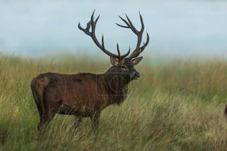 Photo for The red deer (Cervus elaphus) is bellowing during the rut in a beautiful forest environment - Royalty Free Image