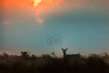Téléchargez les photos : Le cerf rouge (Cervus elaphus) hurle pendant l'ornière dans un bel environnement forestier - en image libre de droit