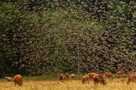 Téléchargez les photos : L'étourneau commun (Sturnus vulgaris) un grand troupeau d'oiseaux sur un troupeau de vaches - en image libre de droit