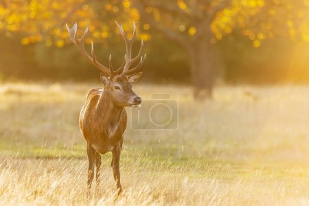 Photo for The red deer (Cervus elaphus) a deer in rut roars at sunrise, Richmond park, - Royalty Free Image