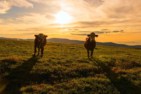 Téléchargez les photos : Deux vaches broutant au soleil couchant - en image libre de droit