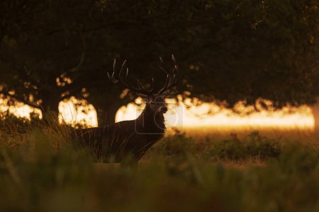 Photo for The red deer (Cervus elaphus) a stocky piece with a backlight - Royalty Free Image