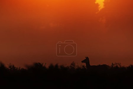 Foto de El ciervo rojo (Cervus elaphus) está en los helechos altos con hierba en sus astas - Imagen libre de derechos