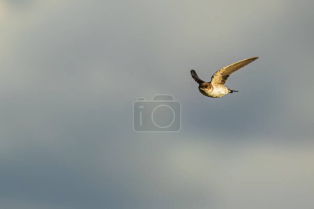 Photo for The western house martin (Delichon urbicum), sometimes called the common house martin, northern house martin or, particularly in Europe, just house martin - Royalty Free Image