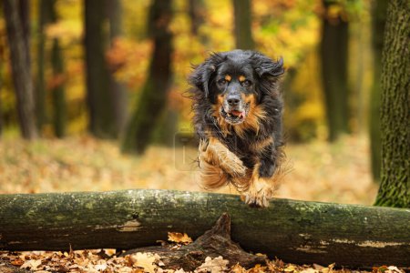 Foto de Macho negro y oro Hovie saltando sobre un tronco caído en el bosque de otoño - Imagen libre de derechos