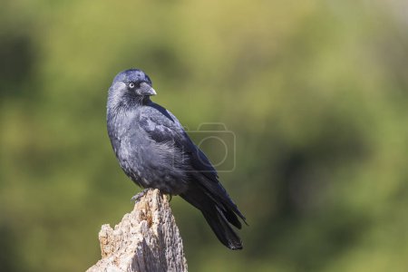 Téléchargez les photos : Oiseau noir Coloeus monedula dans un parc de la ville - en image libre de droit