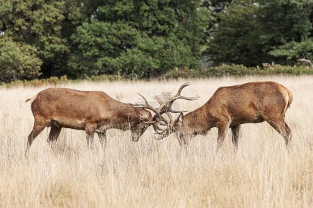 Photo for The red deer (Cervus elaphus) fights during the rut - Royalty Free Image