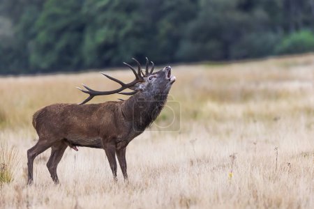 The red deer (Cervus elaphus) honking during the rutting season