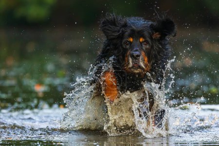 Téléchargez les photos : Mâle noir et or hovie courir et sauter dans la rivière - en image libre de droit