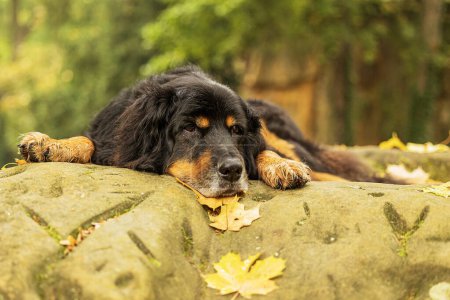Téléchargez les photos : Mâle noir et or Hovie couché sur une pierre avec des feuilles d'automne - en image libre de droit