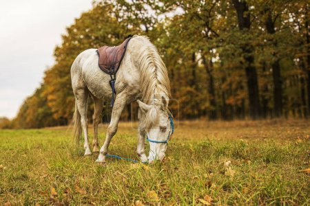 Téléchargez les photos : Mâle blanc pâturage de cheval dans la prairie - en image libre de droit
