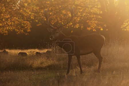 Foto de El ciervo rojo (Cervus elaphus) De pie en la fuerte contraluz del sol poniente - Imagen libre de derechos