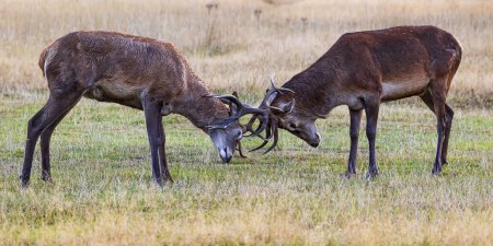 Téléchargez les photos : Le cerf rouge (Cervus elaphus) deux mâles se battant pour le troupeau - en image libre de droit