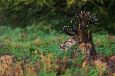 Téléchargez les photos : Le cerf rouge (Cervus elaphus) il est dans les grandes fougères avec de l'herbe sur ses bois - en image libre de droit