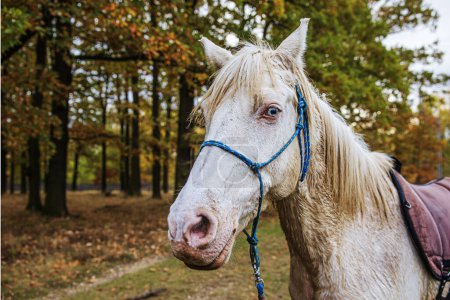 Téléchargez les photos : Portrait de cheval blanc mâle dans la forêt d'automne - en image libre de droit