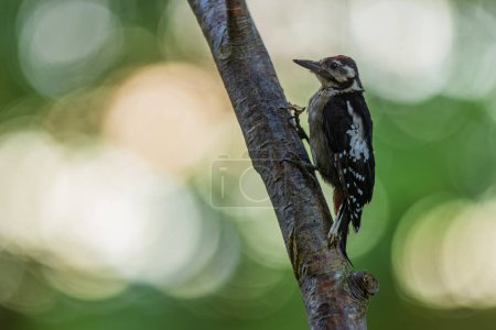 Photo for Nice Great spotted woodpecker Dendrocopos major - Royalty Free Image