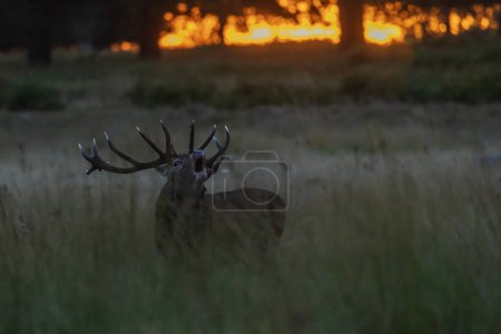 Photo for The red deer (Cervus elaphus) a deer in rut roars, Richmond park, challenge of rivals at sunrise - Royalty Free Image