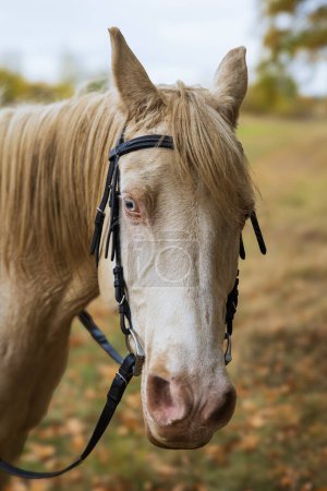 Téléchargez les photos : Portrait tête de cheval blanc gros plan - en image libre de droit