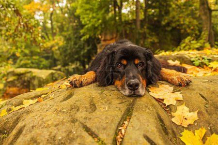 Foto de Macho negro y oro Hovie descansando sobre una roca en un día de otoño - Imagen libre de derechos