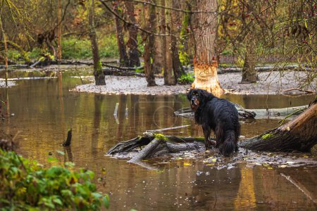 Téléchargez les photos : Mâle noir et or hovie debout dans l 'eau par l' castor barrage - en image libre de droit