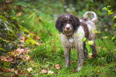 Photo for The Lagotto Romagnolo is an Italian breed of dog. female lovely puppy - Royalty Free Image