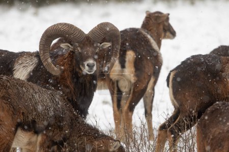 Téléchargez les photos : Mouflon mâle (Ovis aries musimon) est une sous-espèce sauvage des moutons domestiques primitifs, dans la forêt d'hiver - en image libre de droit