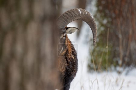 Photo for Male mouflon (Ovis aries musimon) s a feral subspecies of the primitive domestic sheep, in the winter forest - Royalty Free Image
