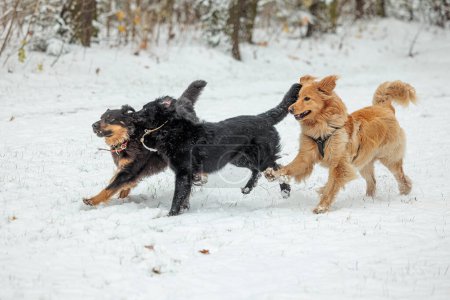 Foto de Hovawart, hovie perro marcado negro y oro tres variaciones de color en el paquete - Imagen libre de derechos
